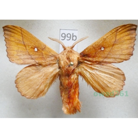 Odonestis pruni (Linnaeus, 1758) male Czech99b